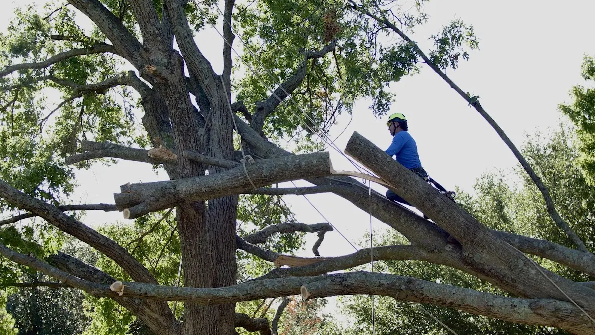 Professional Crown Thinning performed by certified arborists in Cologne